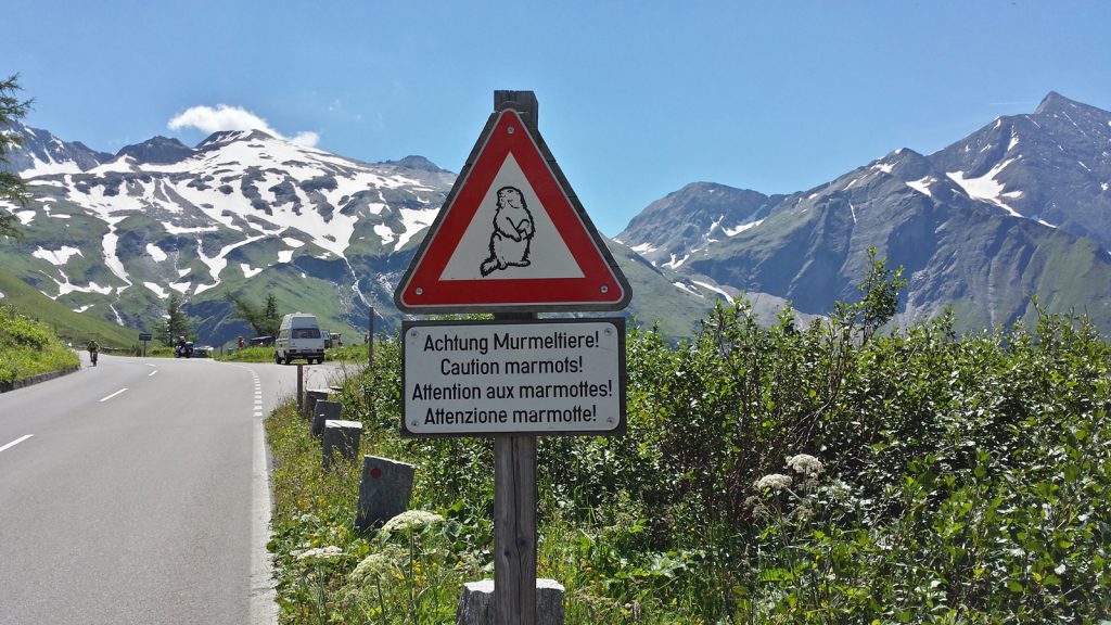 Marmots are a phantom at Grossglockner