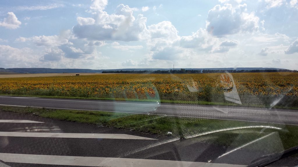 Sunflowers in Thuringia