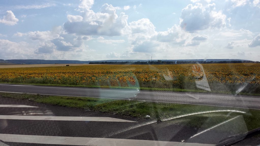 Sonnenblumenfeld in Thüringen