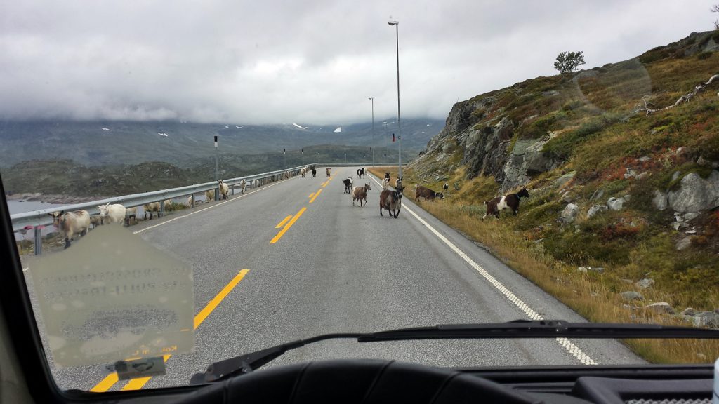 Tierische Begegnung auf der Europastraße 134