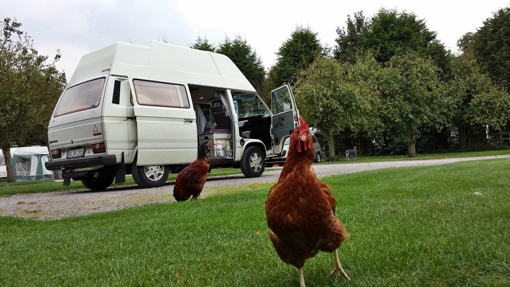 Free range chickens, Thornton's Holt Camping Park, Nottingham