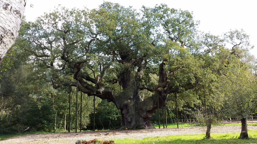 Major Oak