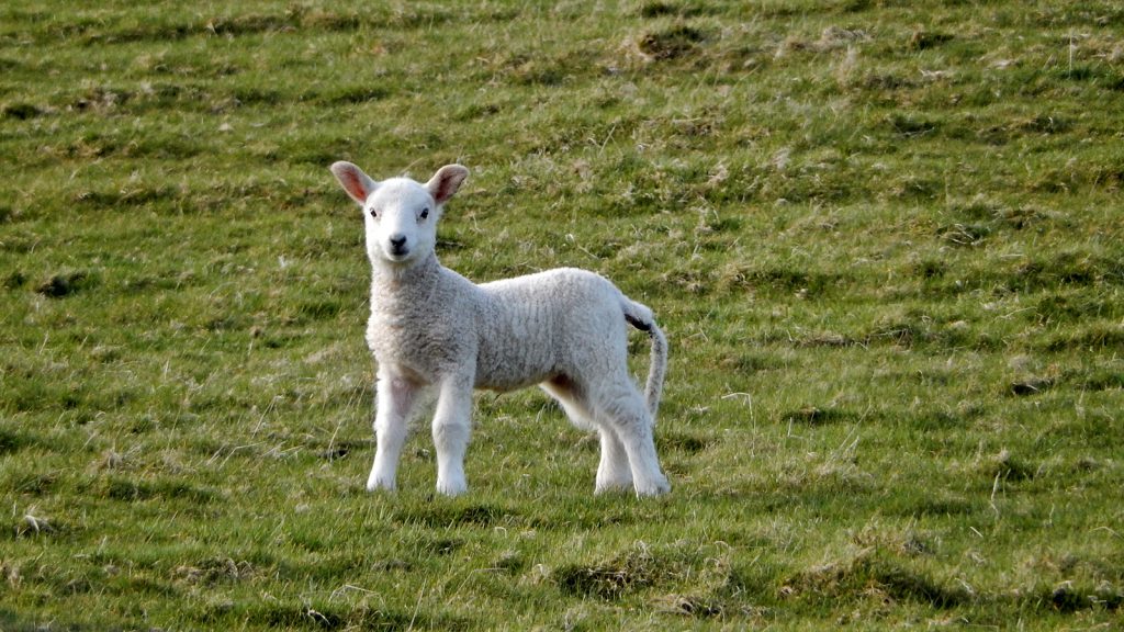 Easter lamb