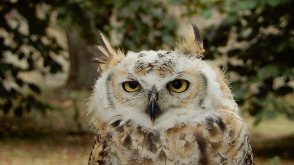 Owl on Petrin Hill