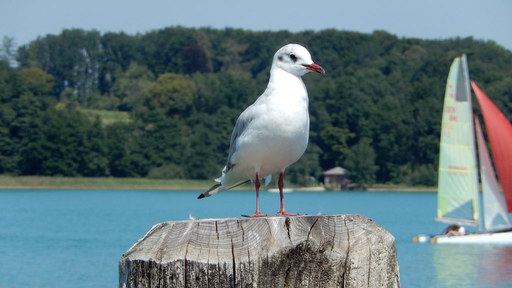 Does not get a sunburn: Seagull