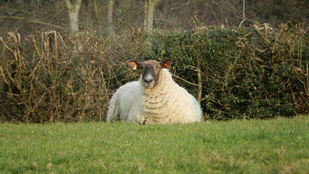 The fat sheep from Shaun is also here