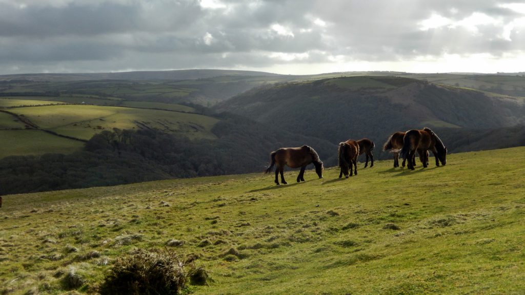 Wild horses, Exmoor National Park