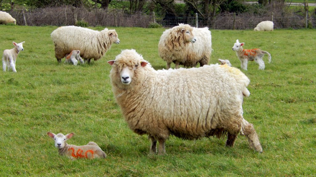 Should be shorn again: sheep