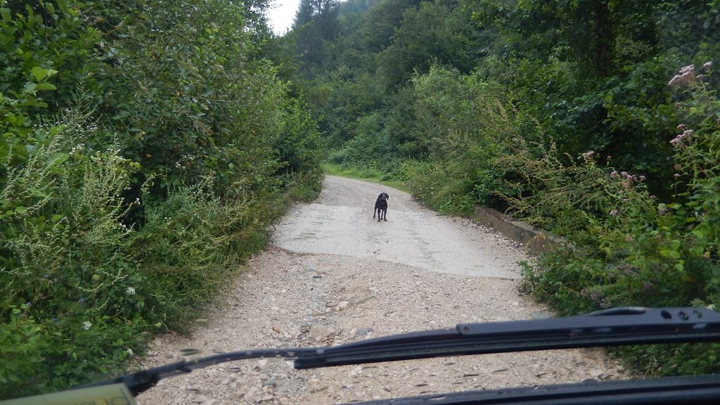 Hund versperrt Straße Bosnien Srpska