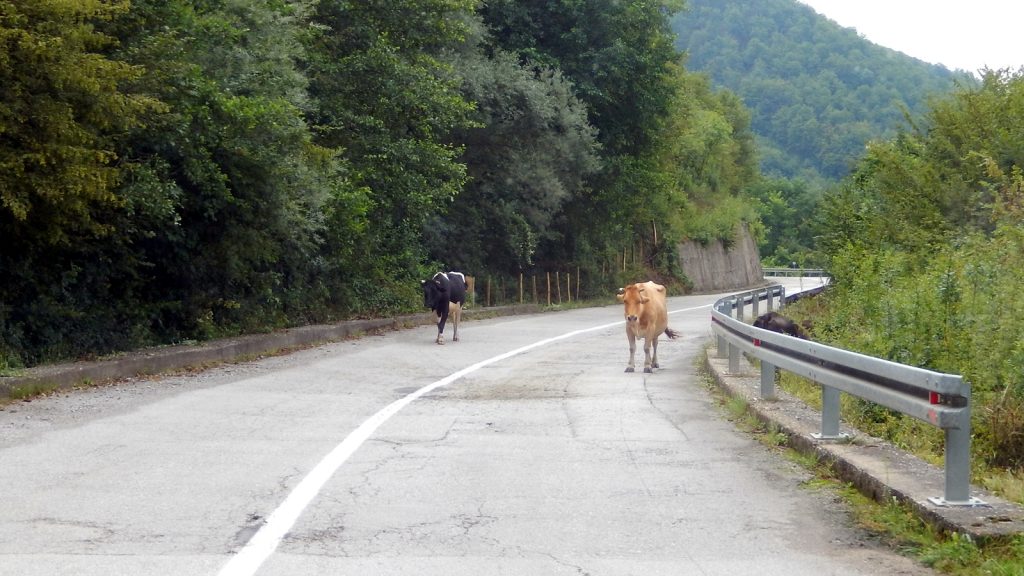 Kühe auf der Straße nach Montenegro