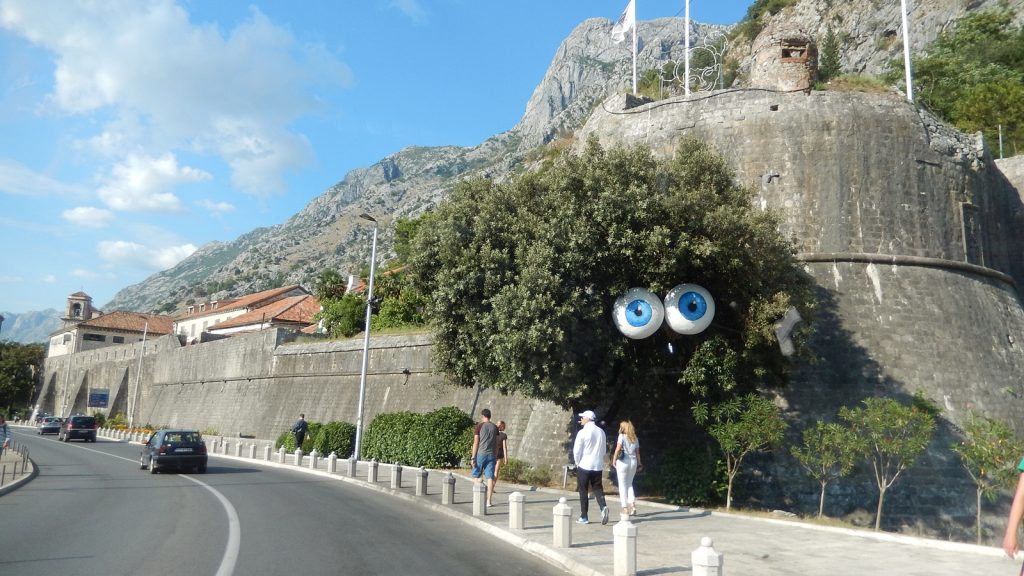 Baum mit Augen in Kotor, Montenegro