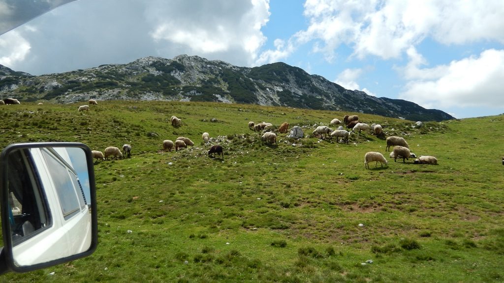 Extensive Viehwirtschaft am Sedlo Pass Durmitor Montenegro