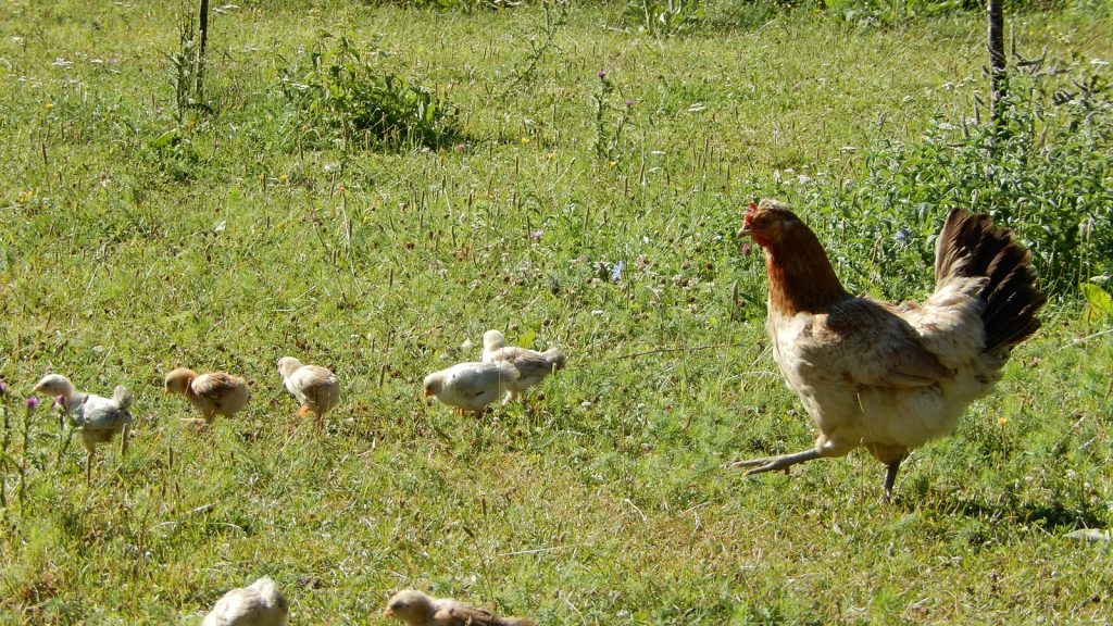 Huhn mit Kücken in Theth