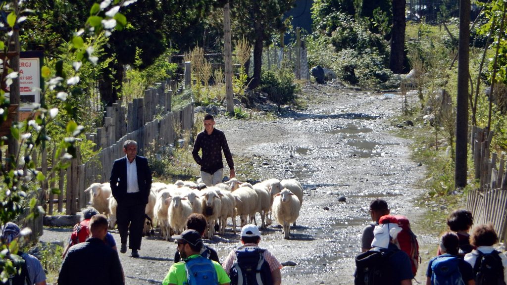 Schäfer und Schafe auf der Dorfstraße in Theth, Albanien 2016