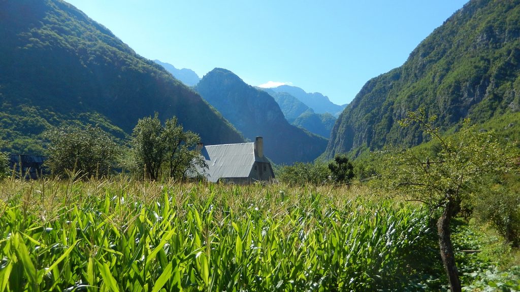 Maisfeld in Nderlysaj, Albanien