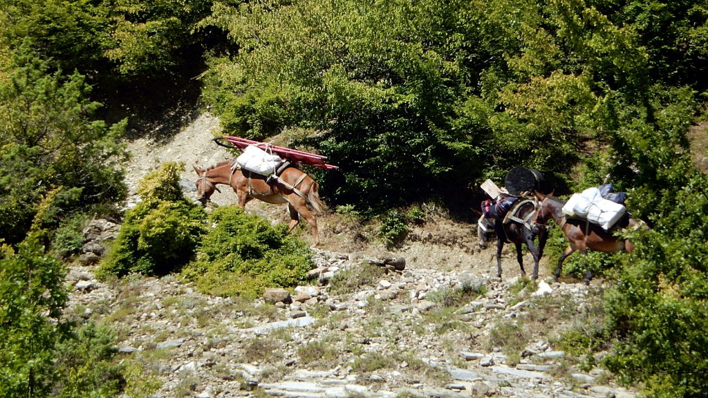 Esel, Koman-Stausee, Albanien 2016