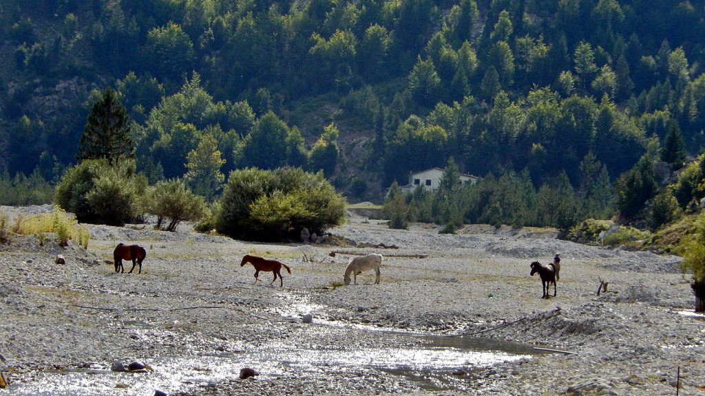 Pferde im fast trockenen Valbona-Flussbett