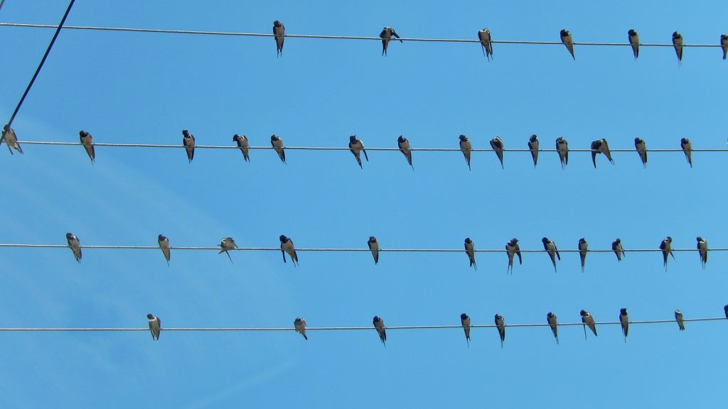 Die Vögel, Alfred Hitchcock in Albanien