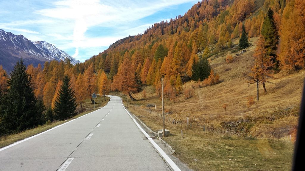 Herbstliche Nadelbäume