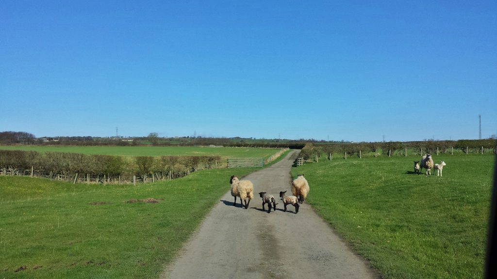 Die lage Zufahrt zum Campingplatz. 