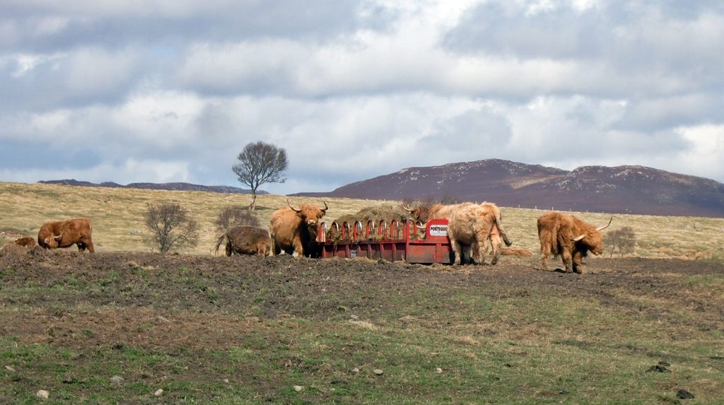 Schottische Hochlandrinder auf einer Weide in der Speyside