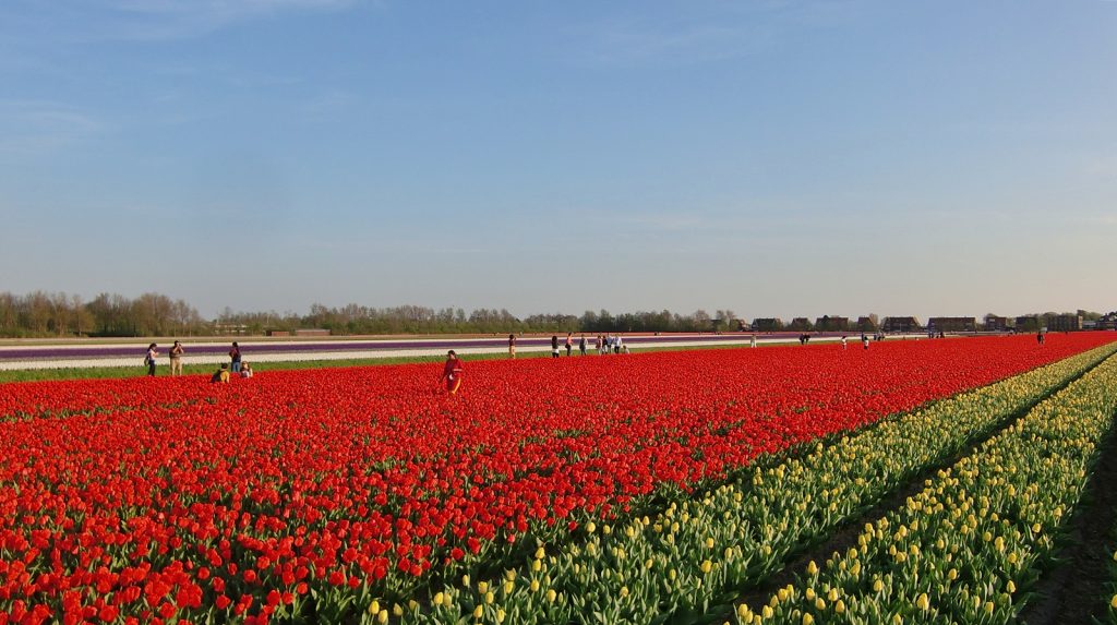 Tulpen, soweit das Auge reicht: Lisse, Holland