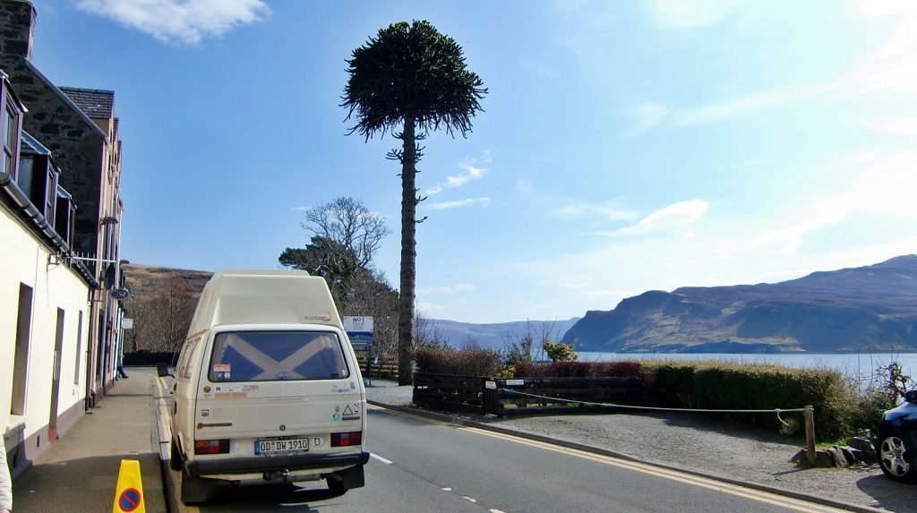 Mediterraner Baum?