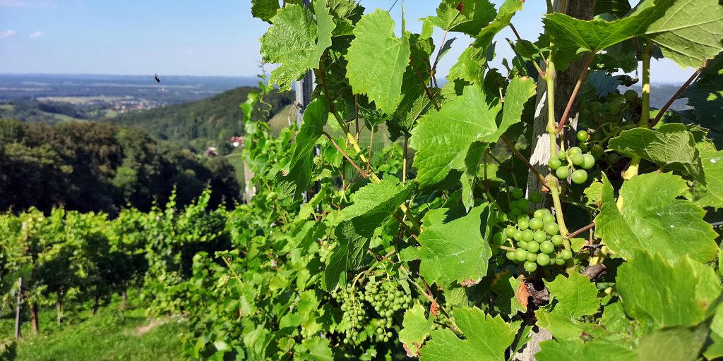 Österreichischer Wein