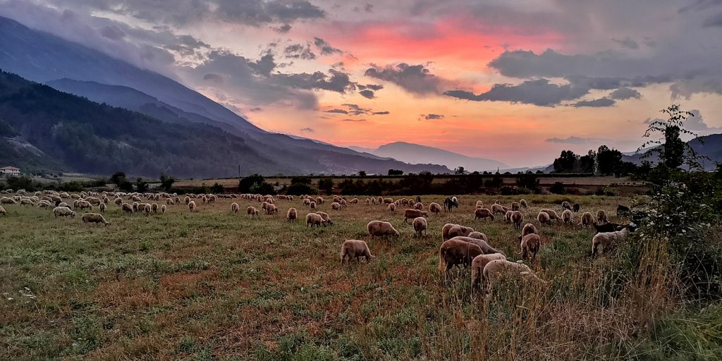 Sonnenuntergang mit Schafen, Albturist Campingplatz Përmet