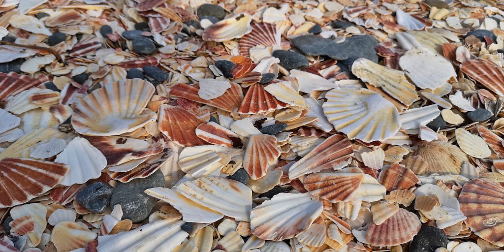 Muscheln, so weit das Auge reicht.