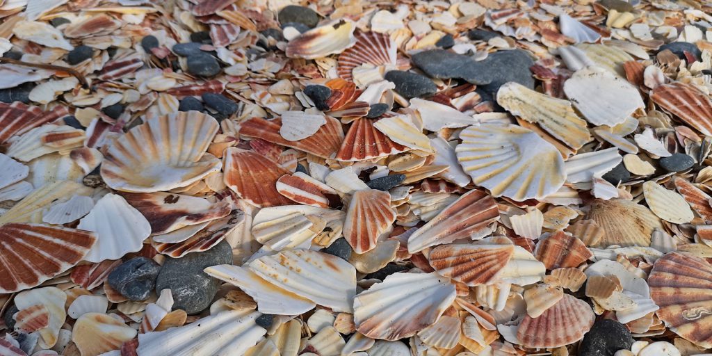 Muscheln, so weit das Auge reicht.