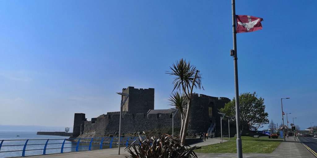 Irische Schafspalme vor Carrickfergus Castle