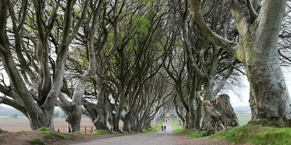 The Dark Hedges