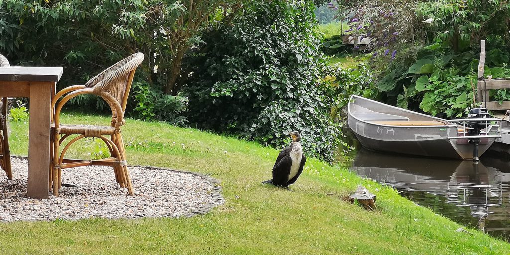 Kormoran, Giethoorn