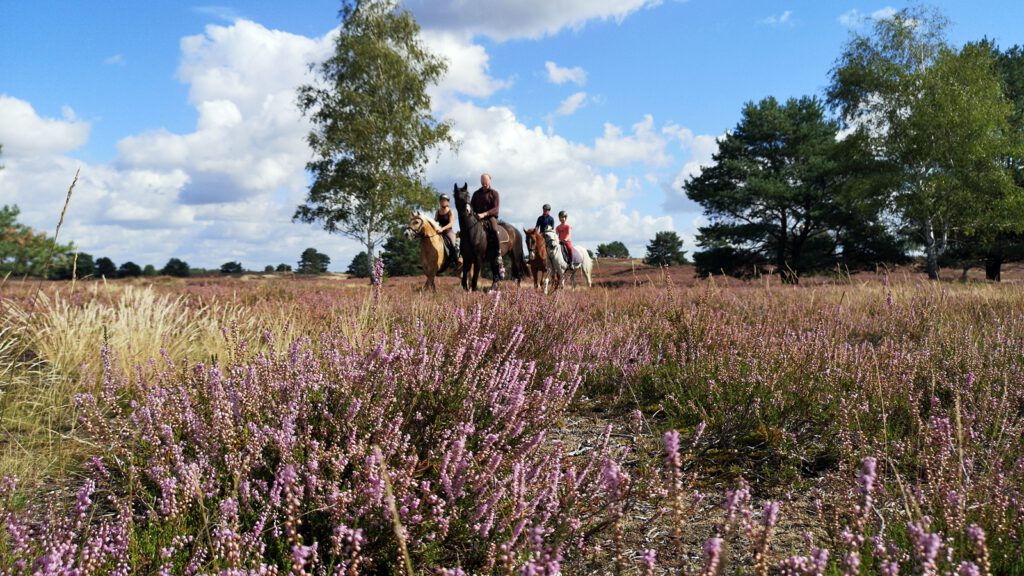 Zu Pferd durch die Nemitzer Heide im Wendland