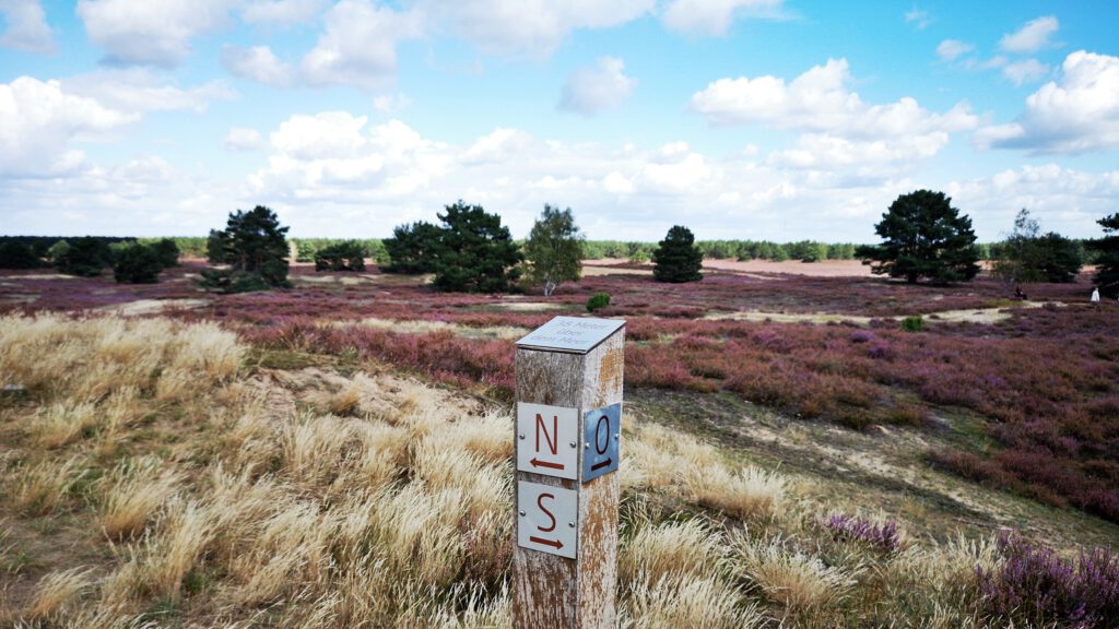 Blick von der Düne auf die Nemitzer Heide