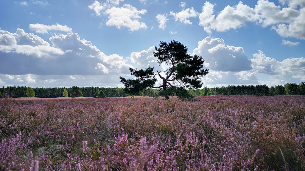 Heideblüte in der Nemitzer Heide