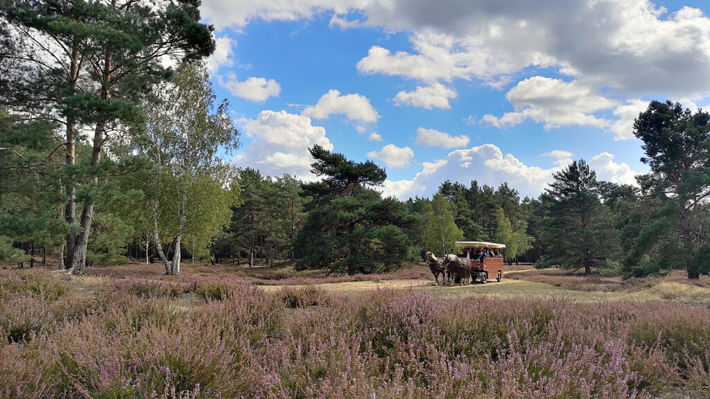 Per Kutsche die Nemitzer Heide erkunden