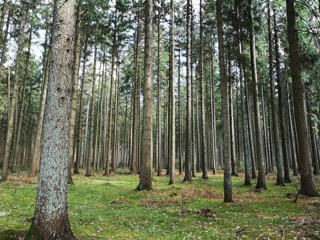 Bäume in Reih und Glied im Sachsenwald