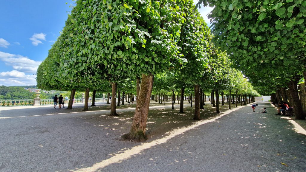 Lindenboskett, Schlossgarten Weilburg
