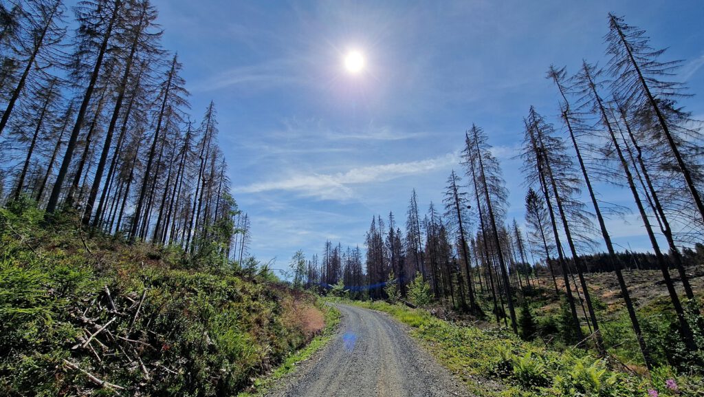 Abgestorbene Fichten im Harz