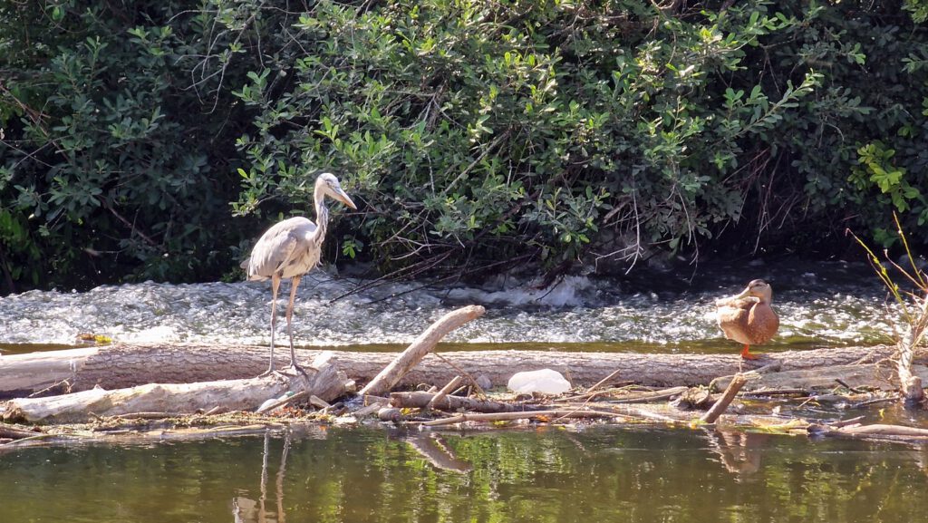 Zerzauster Reiher und einbeinige Ente